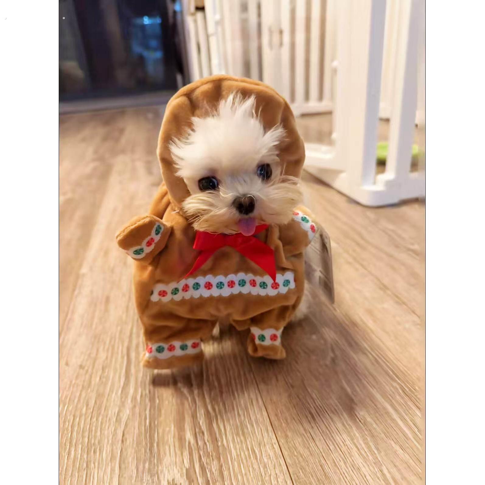 姜饼人狗狗衣服圣诞宠物趣味变装秀直立服小型犬创意拍照服装道具