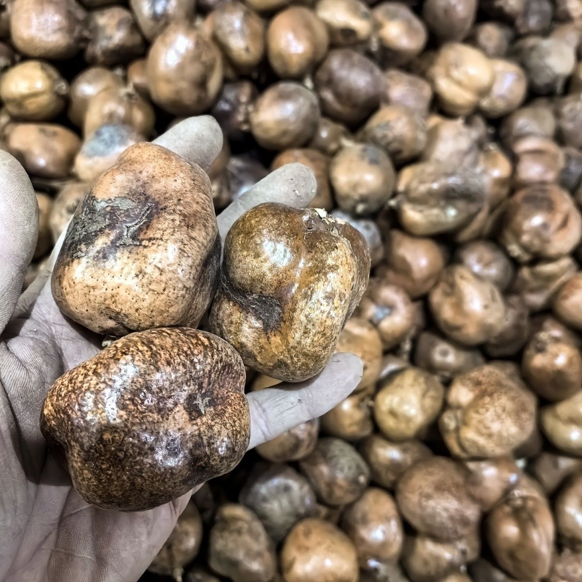 佛心果原果天然白色空心畸形料黄皮大中小果非染色彩果释迦菩提子