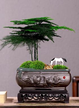 家居绿植盆栽摆件办公室桌面发财树植物小盆景文竹客厅微景观装饰