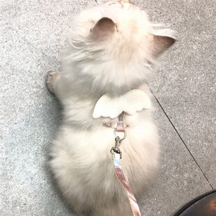 猫咪牵引绳外出防挣脱可爱翅膀调节宠物小型专用链子狗狗背带绳子