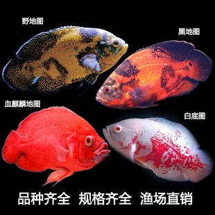 渔你有缘地图鱼观赏鱼火麒麟野黑白地图鱼苗热带观赏鱼专用饲料