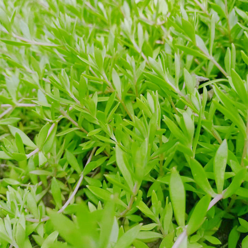 大山垂盆草绿植中药材可食用狗牙瓣栽种非常容易盆栽吊兰耐旱和冻