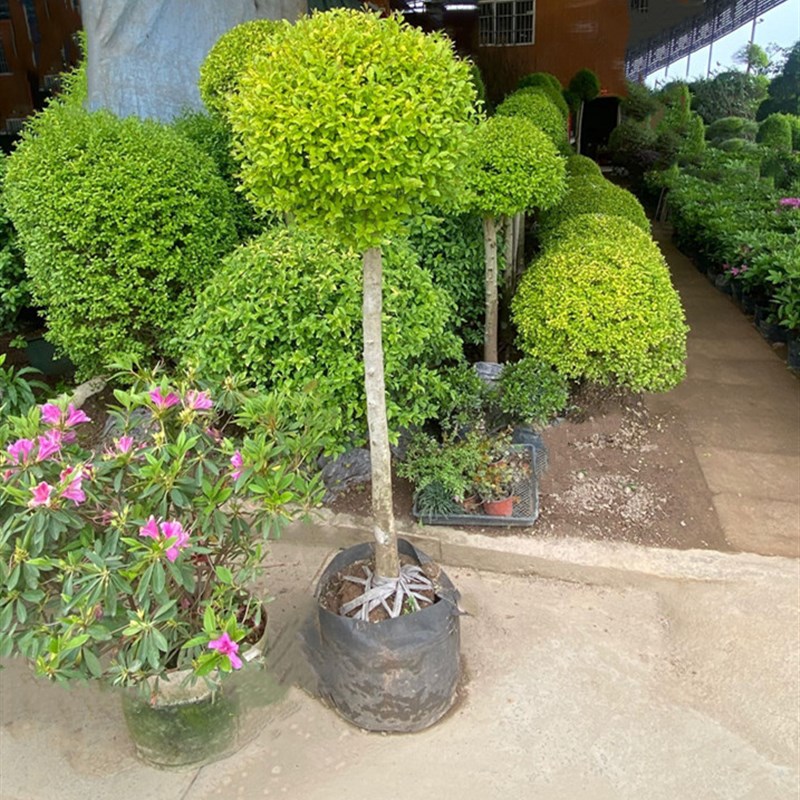 小叶女贞球庭院别墅绿化球 花镜植物亮晶女贞树苗 四季常青棒棒糖