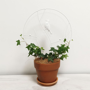 室内盆栽植物攀缘爬藤架植物支撑圆形金属花园常春藤攀爬架包邮