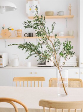 (17.99三支)美男树水培鲜切枝 懒人室内客厅马醉木吊钟平替绿威东