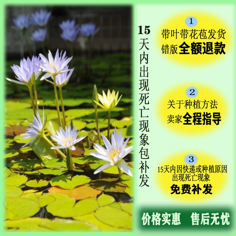 迷你睡莲碗莲带花苞小盆栽水培花卉黑美人大块茎带花带叶耐寒池栽