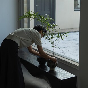 绿植茶桌书房植物盆景小众景观 禅意风格 诗与自然 金丝竹子中式