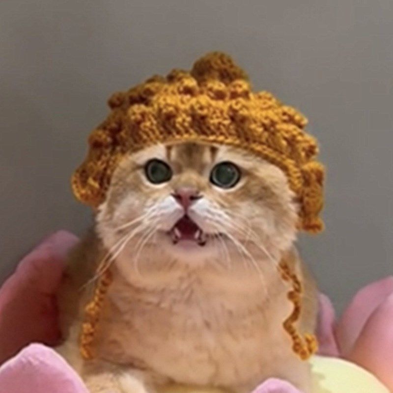 好运连连猫咪莲花宝座猫窝垫子猫抓板猫佛祖帽子秋冬保暖宠物用品,宠物/宠物食品及用品,猫窝/屋/帐篷/沙发,淘宝优惠券,粉丝福利购,淘宝优惠卷