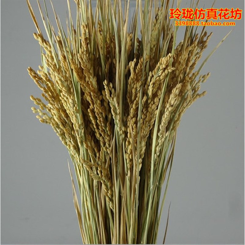 天然干稻穗稻谷麦穗干花稻穗拍摄 摄影道具橱窗装修造景五谷丰登