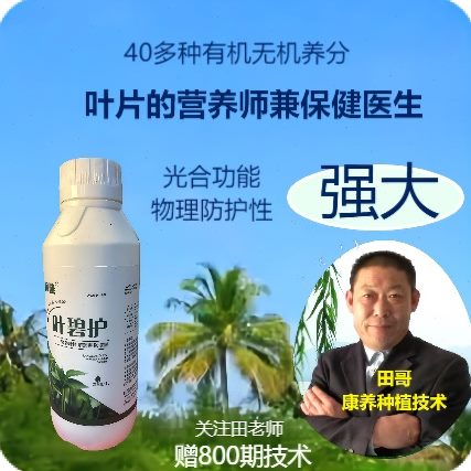 叶碧护-40种养分叶片厚绿亮光合作用强物理防性高防小叶黄叶枯叶