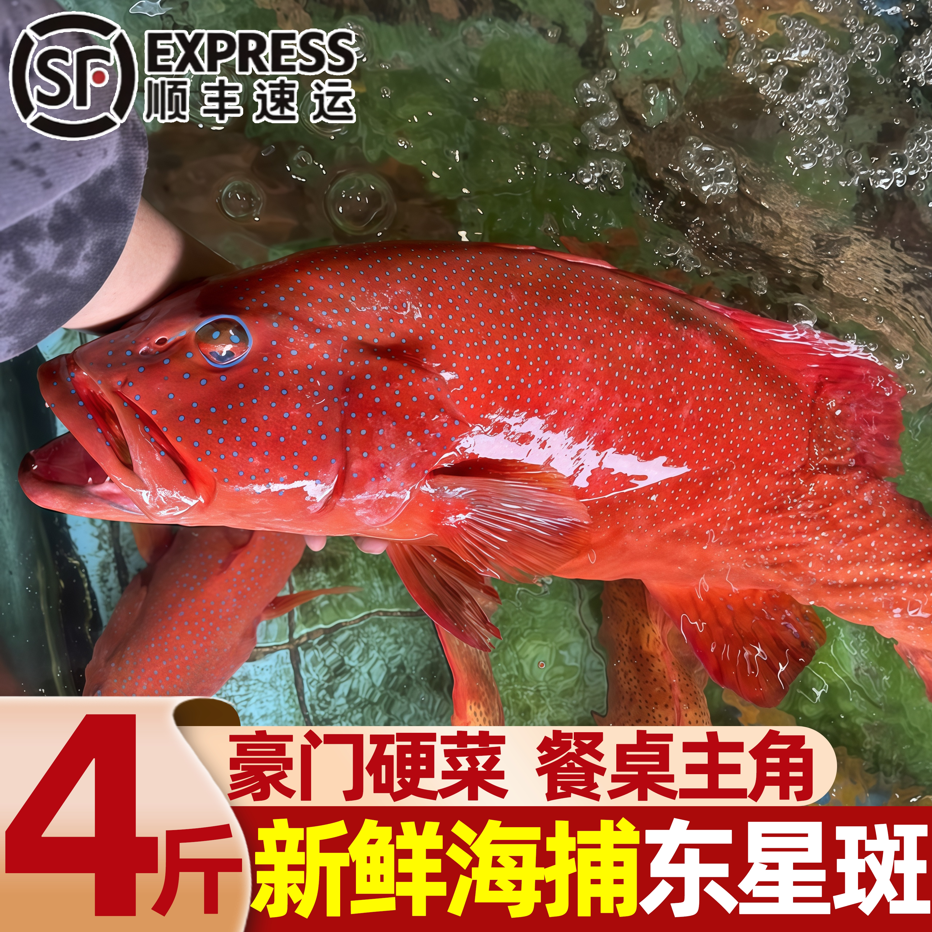 深海捕捞鲜冻大东星斑批发