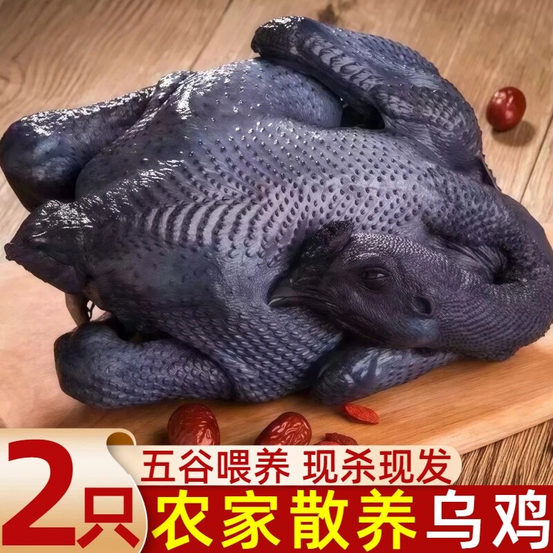乌鸡新鲜现杀土鸡农家散养