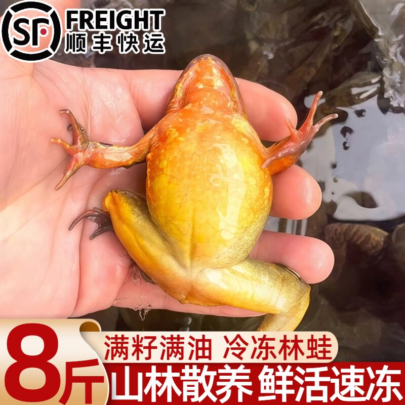 东北林蛙雪蛤母子满油顺丰