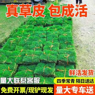 草皮真草坪带泥土别墅花园绿化四季青果岭草台湾草马尼拉草皮带土