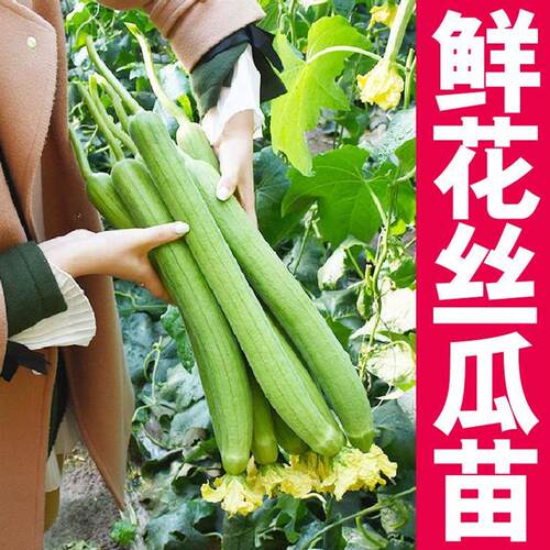 寿光鲜花丝瓜苗秧中绿长条肉丝瓜种子棱丝瓜四季春秋高产早熟庭院