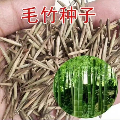 毛竹种子紫竹种子竹竿树种子竹笋种子种子大全 新品四季可种好养