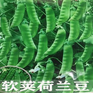 软荚荷兰豆种子四季 大荚尖豌豆菜豆种籽甜豆角蔬菜种子 播种春秋季