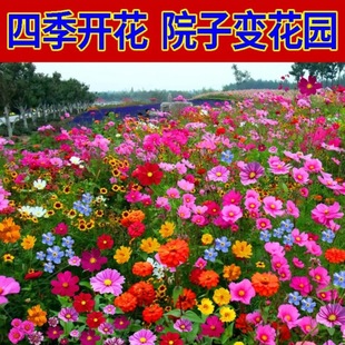 不断开花混色庭院花海打造美景 种子野花种子四季 多种 野花组合