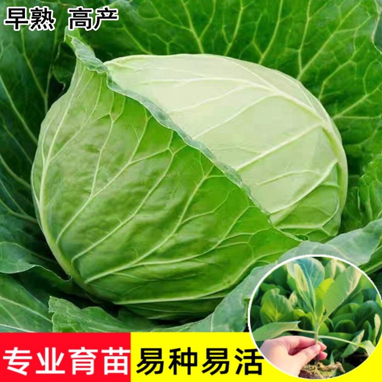 幼苗批发绿甘蓝苗包莱苗包心菜包菜苗甘蓝苗子秧苗孢子苗卷心菜苗