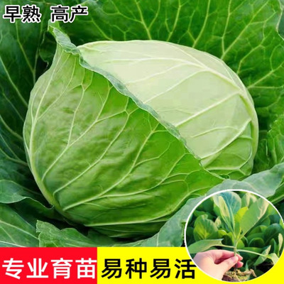 幼苗批发绿甘蓝苗包莱苗