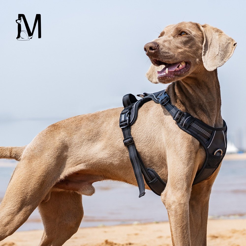 牧思迪胸背带式遛狗狗牵引绳大中小型犬宠物外出用品防挣脱背心式,宠物/宠物食品及用品,狗牵引绳,淘宝优惠券,粉丝福利购,淘宝优惠卷