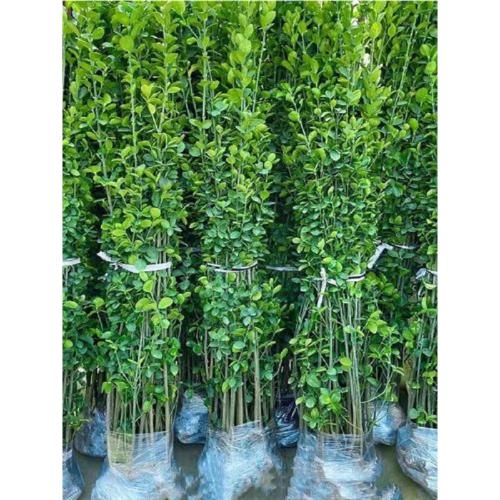 围墙篱笆植物北海道黄杨四季常青庭院耐寒冬青绿篱树苗花园绿化苗