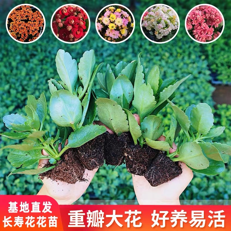 长寿花苗盆栽带根重瓣多年生春节
