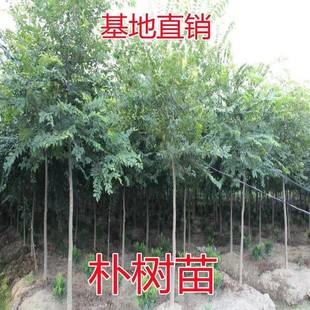 朴树树苗大树园林绿化工程苗木行道拆迁占地庭院朴树苗道路风景树