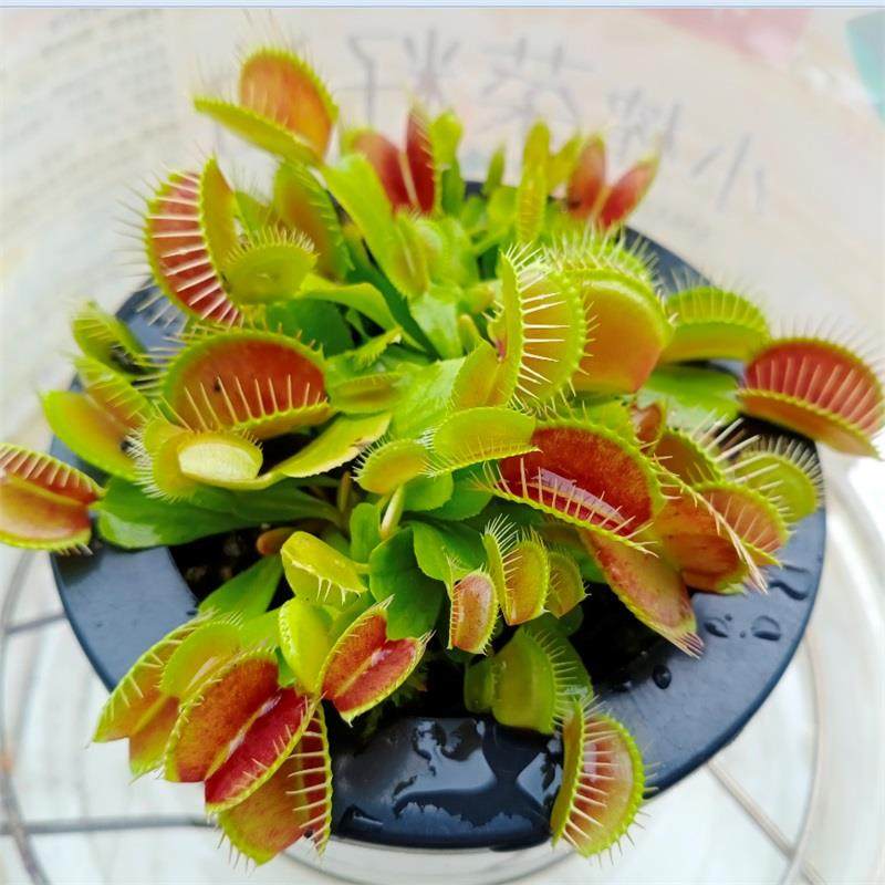 捕蝇草盆栽猪笼草苗食人花植物茅膏菜食虫巨型捕虫草阳台驱蚊绿植
