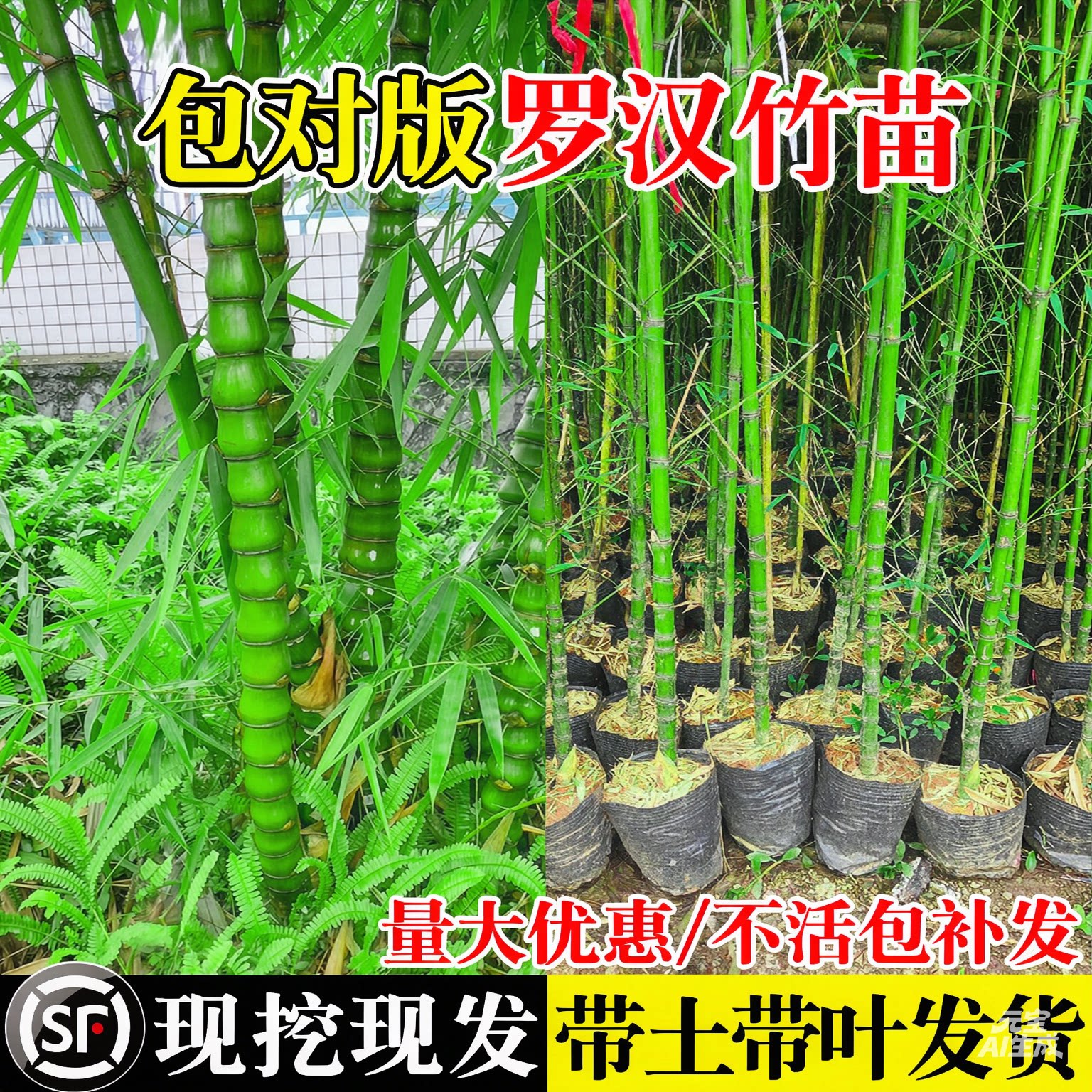 罗汉竹苗带土黄金竹罗汉竹子苗四大型绿植/成品组合盆