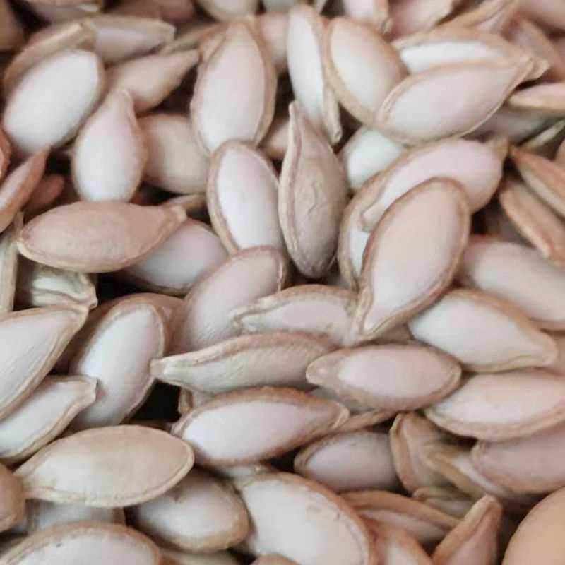新货贵州生的南瓜子土南瓜
