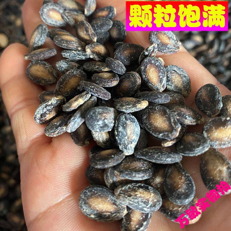 速发现货六安咸味打瓜子盐味西瓜子甜味瓜子小而香安徽寿县炒散装