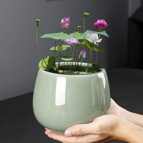 哥窑碗莲水培花盆陶瓷大小号无孔家用桌面阳台水养器皿微睡莲