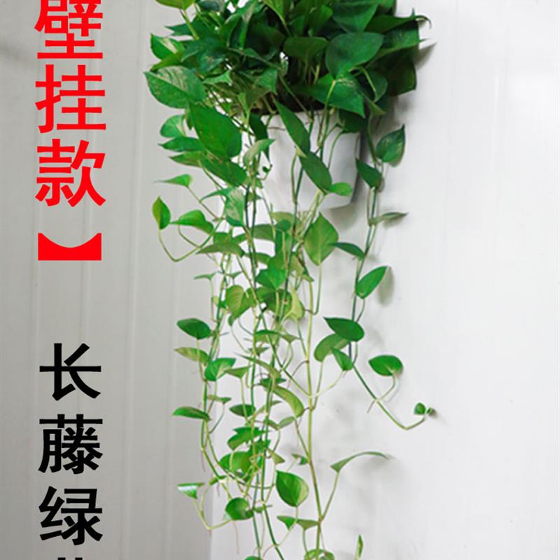 大叶绿萝盆栽室内植物花卉水培绿箩长藤垂吊绿罗大盆绿植吸除甲醛