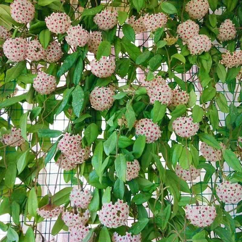 四季球兰带花大苗当年开花卉室内外爬藤大苗攀援植物盆栽吊兰包邮