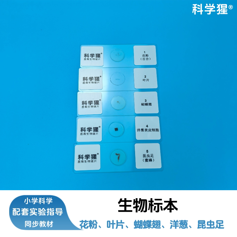 科学猩生物标本玻片套装小学科学显微镜实验叶片蝴蝶翅昆虫足花粉洋葱表皮细胞学生动手实验器材套件