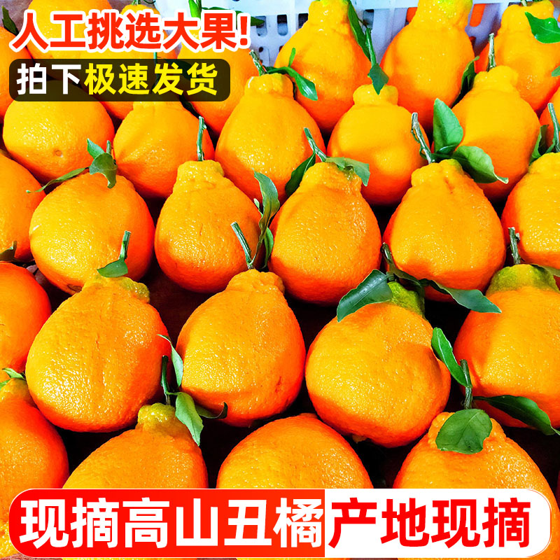 丑橘新鲜丑八怪当季水果10斤