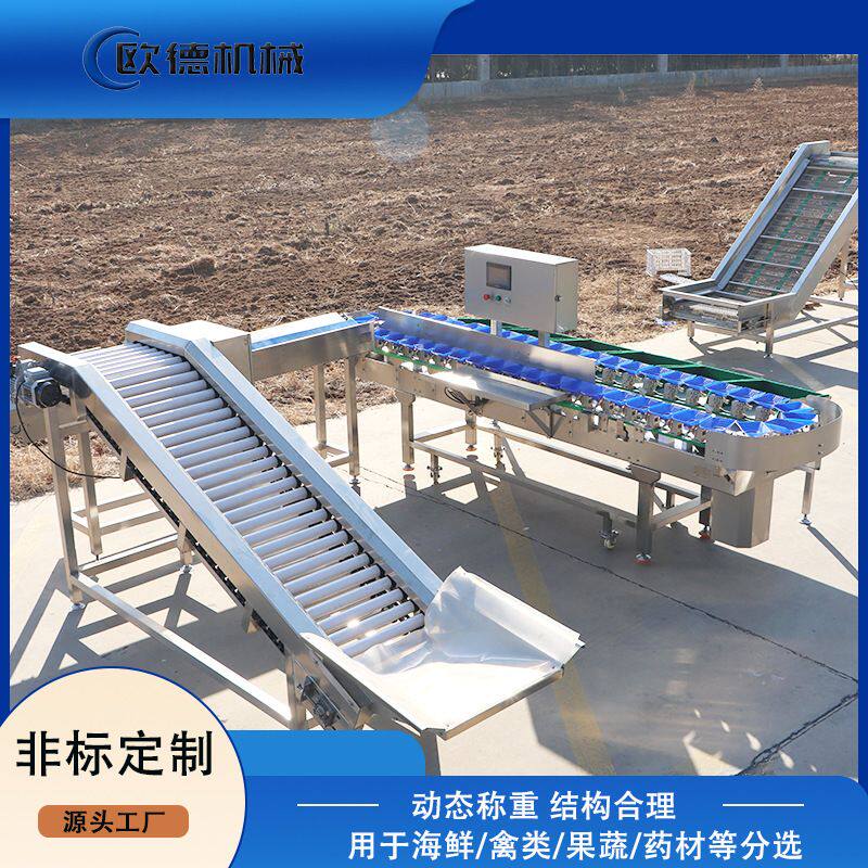 欧德 海鲜重量分选机 厂家定制  料盒小龙虾分级机自动检测级别
