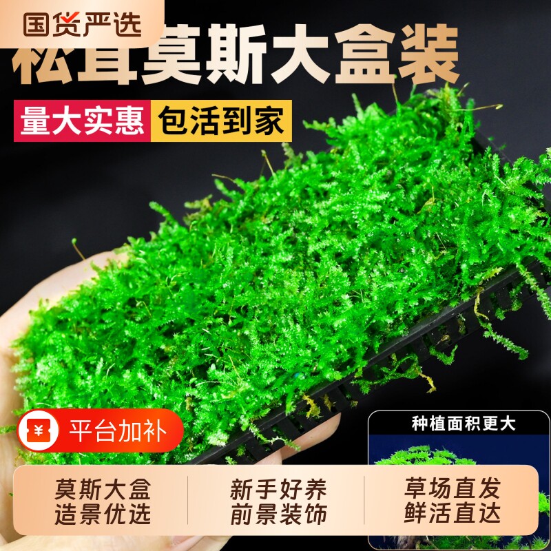 松茸莫斯水草鱼缸造景专用沉木石头造景慕斯树装饰前景阴性植物