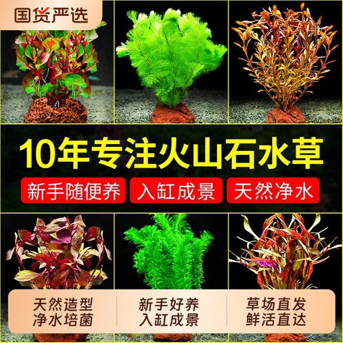 火山石水草鱼缸套餐|千人加购