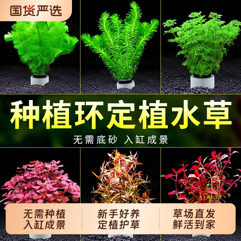 水草植物鱼缸造景阴性真草定植全套餐增氧淡水蜈蚣草绿菊水榕水草