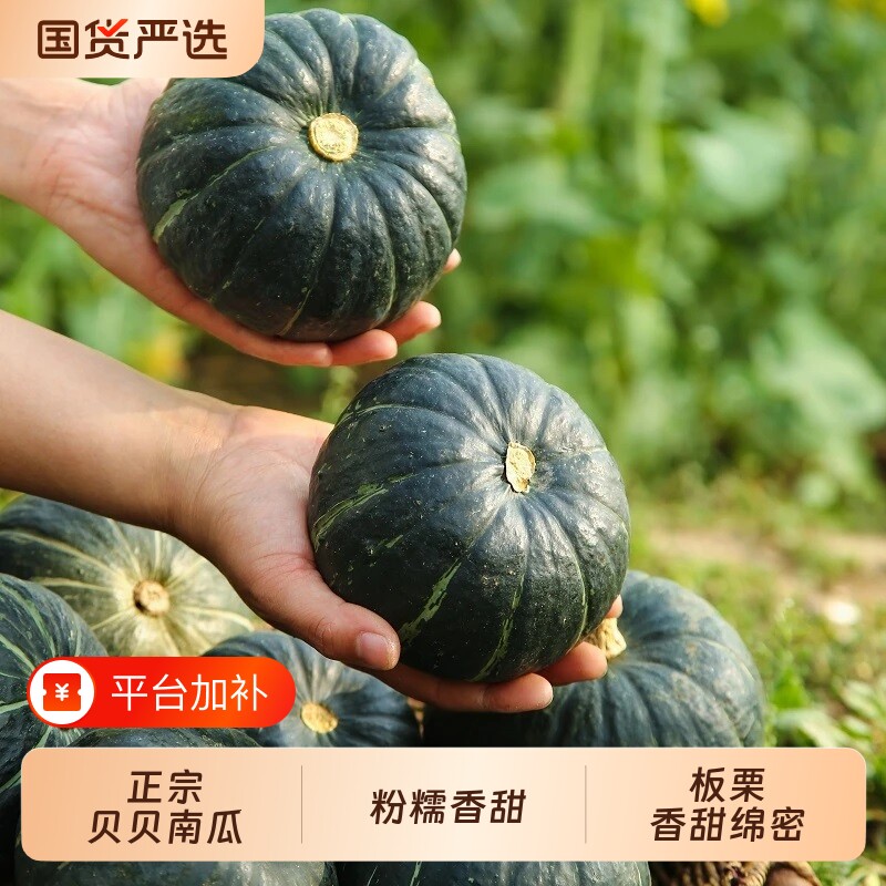 正宗山东贝贝南瓜小个板栗味孕妇宝宝辅食小南瓜批发价一整箱现货