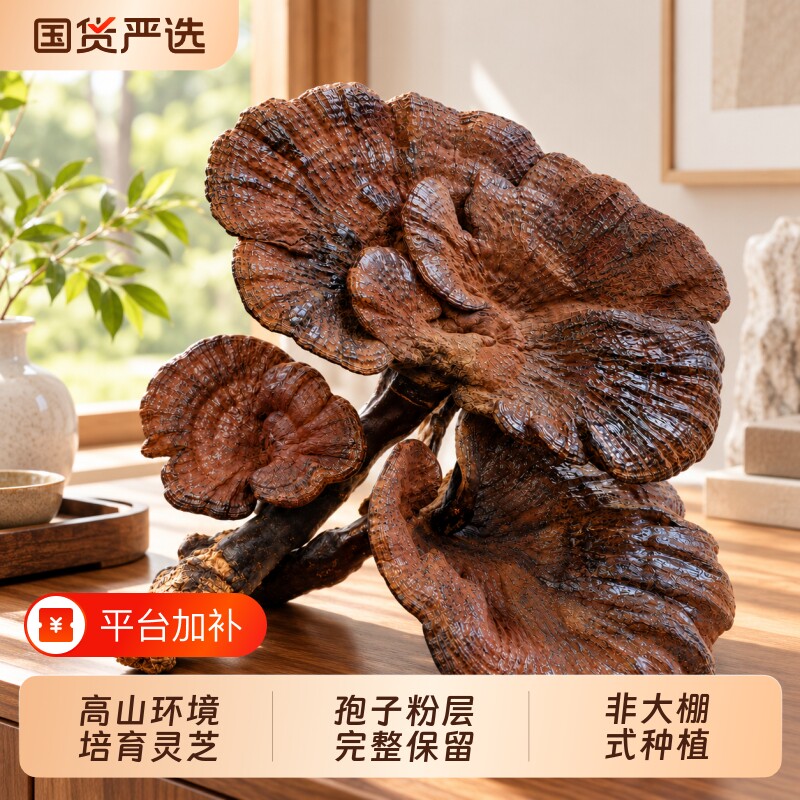 贵州野生紫灵芝天然整枝林芝干货特级黑紫芝整枝泡酒煲汤深山灵芝