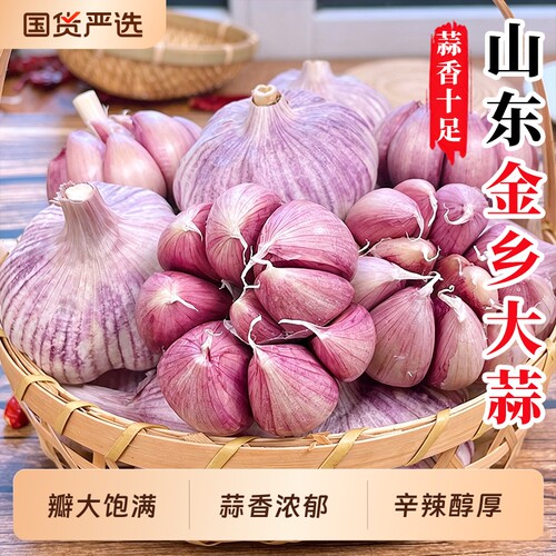 金乡新鲜干蒜大蒜头辛辣批发紫白