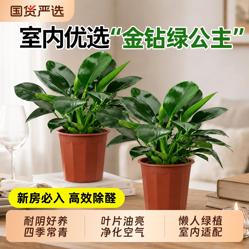 商品：水培金钻盆栽*2盆
