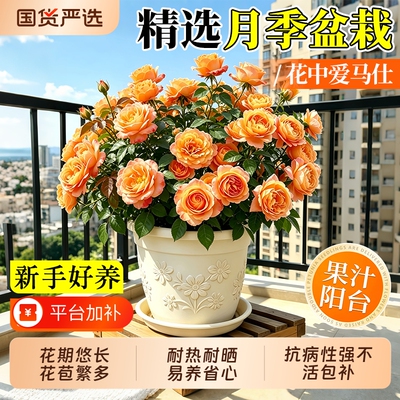果汁阳台月季花盆栽特大浓香型带花苞树月季花苗四季开花特香绿植
