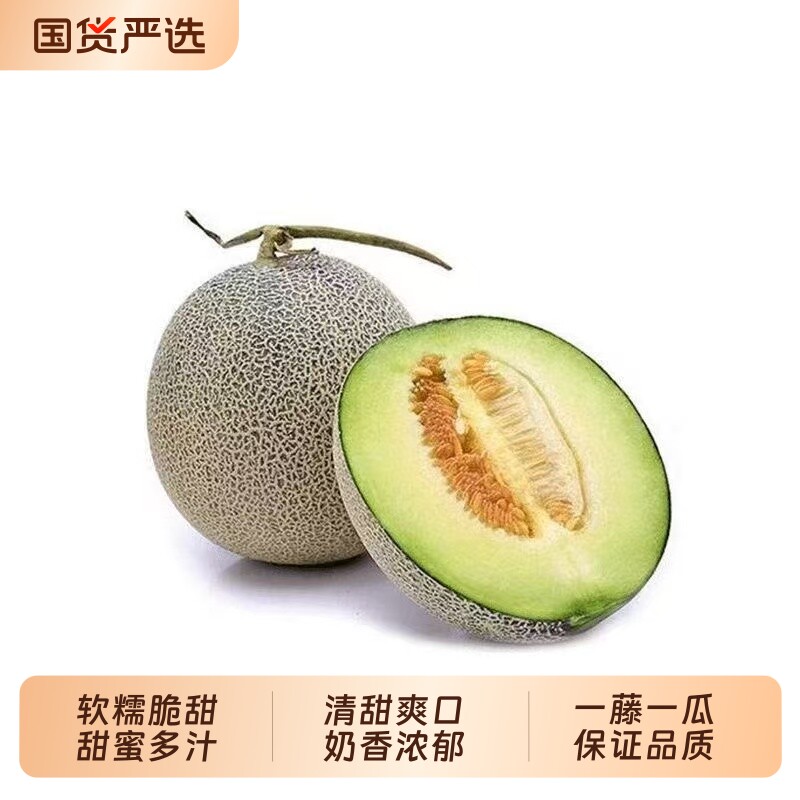 【网纹直营】正宗网纹蜜瓜青钢瓜一藤一瓜当季新鲜水果网纹瓜甜瓜