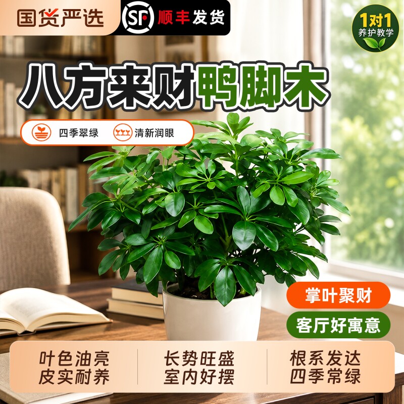 大盆绿植八方来财鸭脚木鸭掌木盆栽客厅招财七叶莲办公室桌面盆景