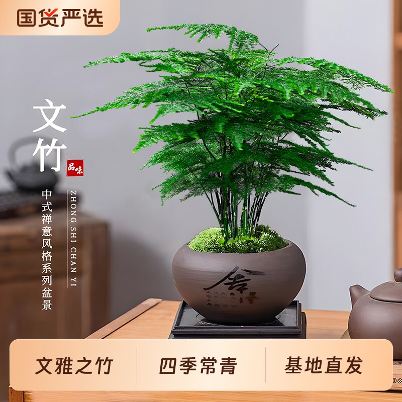 文竹盆栽植物室内客厅中式禅意盆景办公室桌面花卉云竹迷你小绿植