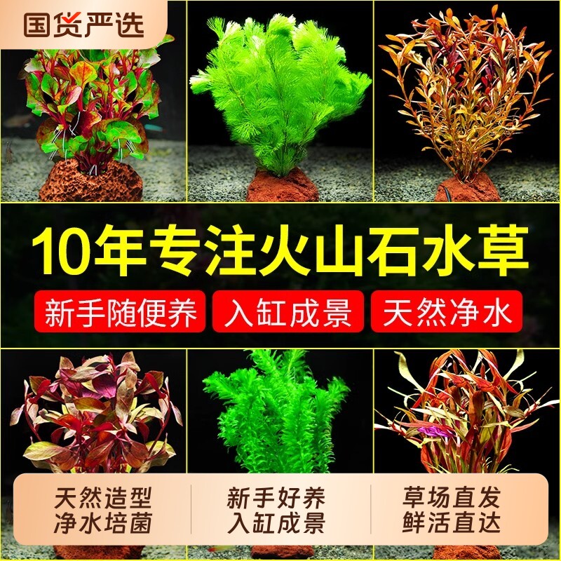 火山石水草造氧套餐|千人加购图片